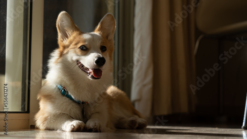 Corgi dog lies in front of the window in the light
