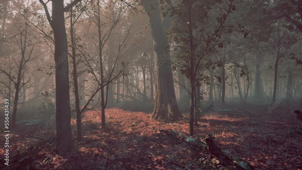 Misty autumn forest with Morning fog Misty autumn forest with Morning fog