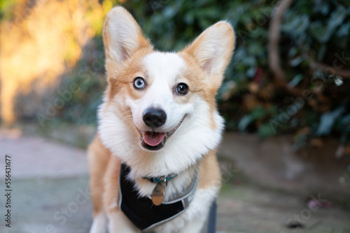 Corgi dog portrait. With multicolored eyes.