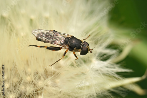 Closeup on a thick-legged hoverfly , Syritta pipiens photo