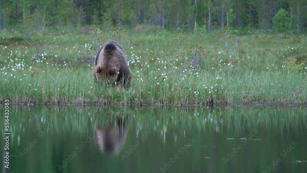 A young brown bear and its reflection in the water of a pond A young brown bear and its reflection in the water of a pond