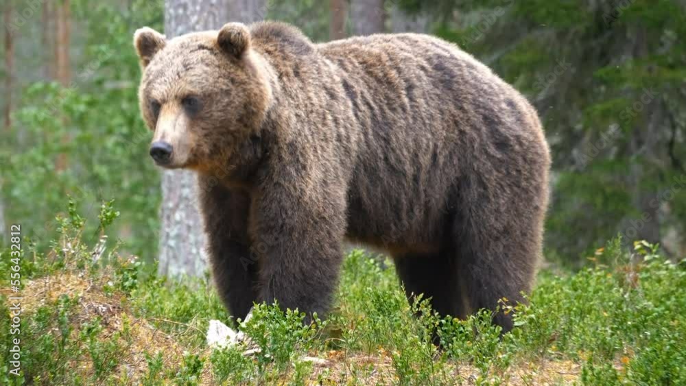 A young bear scared by birds finishes a quick meal then leaves A young bear scared by birds finishes a quick meal then leaves