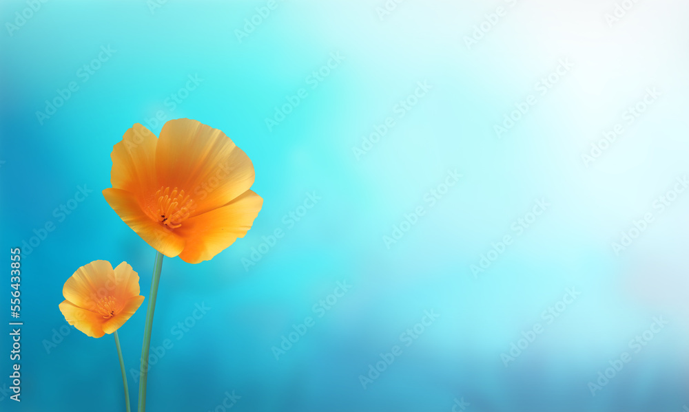 Colorful Yellow flowers in front of a blue background. With copy space for website and post
