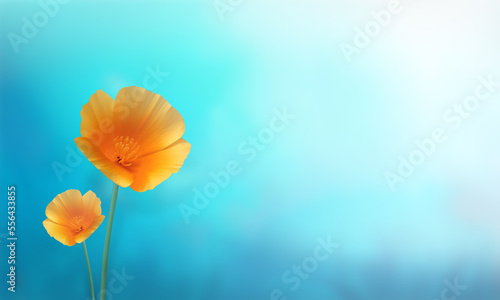 Colorful Yellow flowers in front of a blue background. With copy space for website and post