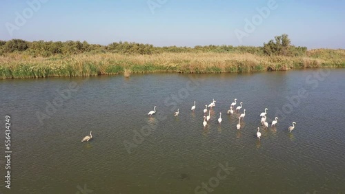 Wallpaper Mural Aerial video of a flamingo in a fish pond Torontodigital.ca