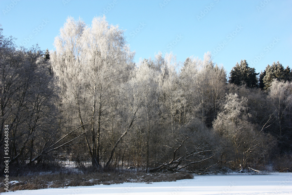 Frosty sunny winter day. A view from the frozen lake on the coast. All trees in hoarfrost. Frosty sunny winter day. A view from the frozen lake on the coast. All trees in hoarfrost.