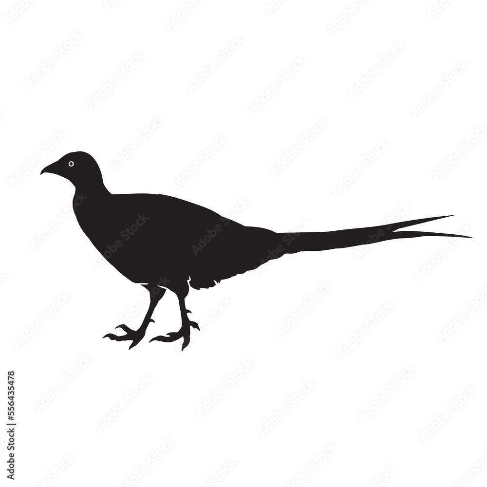 Bird of paradise vector animal black silhouette. Bird of paradise vector animal black silhouette.