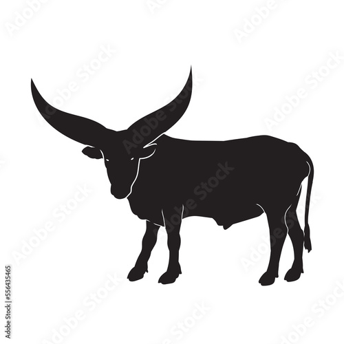Long horn cow. Watusi cattle vector animal black silhouette. © Adikris
