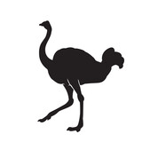 Ostrich vector animal black silhouette.