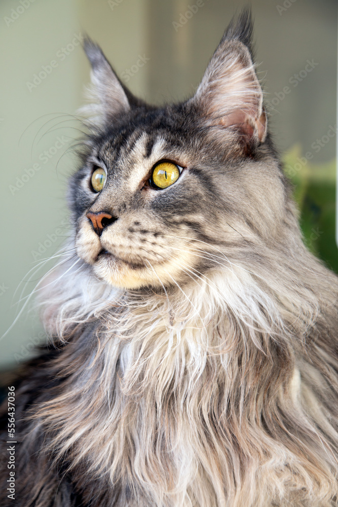 Portrait of a funny curious Maine Coon cat. Pet care. Portrait of a funny curious Maine Coon cat. Pet care.