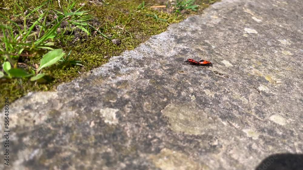 Couple of Firebugs walking into stone floor stuck together, Tiny insects, Pan shot