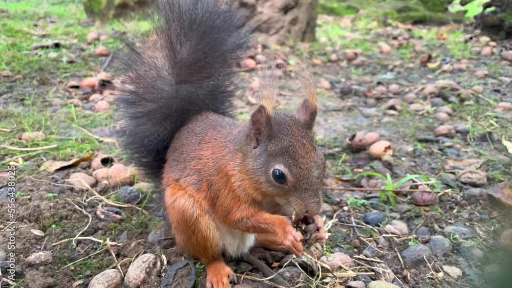Cute red squirrel with bushy tail eating nut, floor full of shells, Close-up shot Cute red squirrel with bushy tail eating nut, floor full of shells, Close-up shot