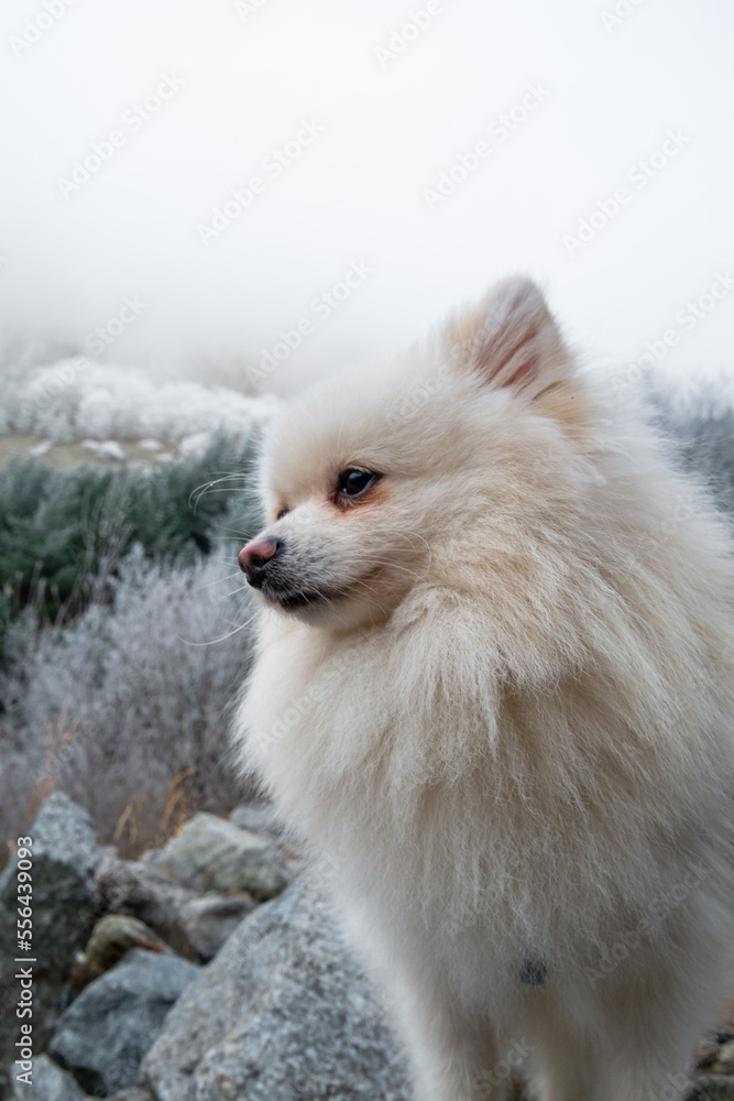 white pomeranian dog on snow