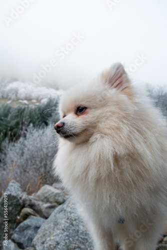 white pomeranian dog on snow © Артемий Жижко