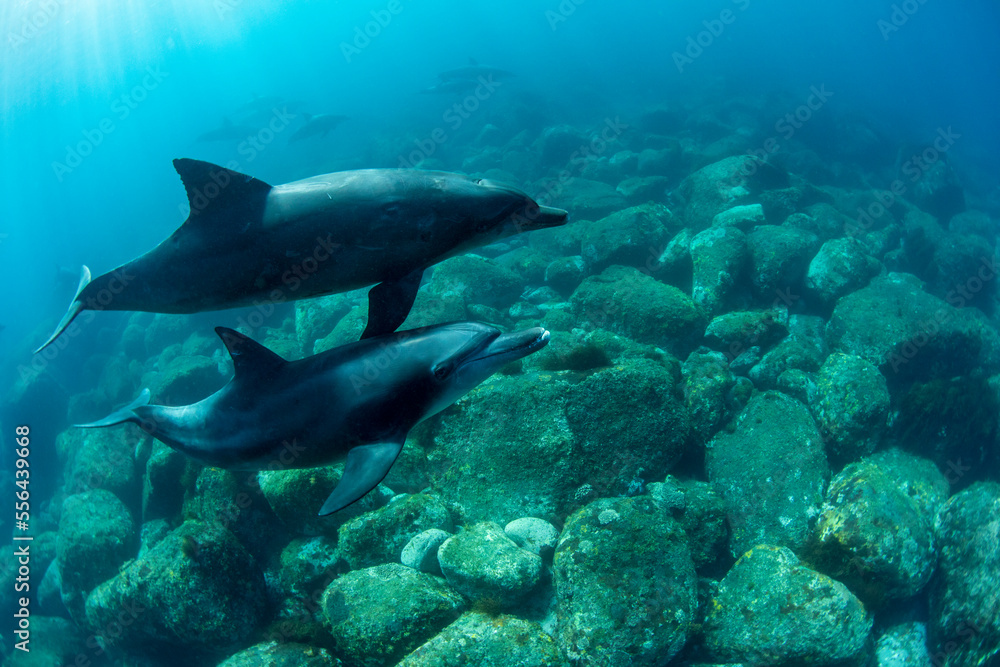 wildlife dolphins underwater wildlife dolphins underwater