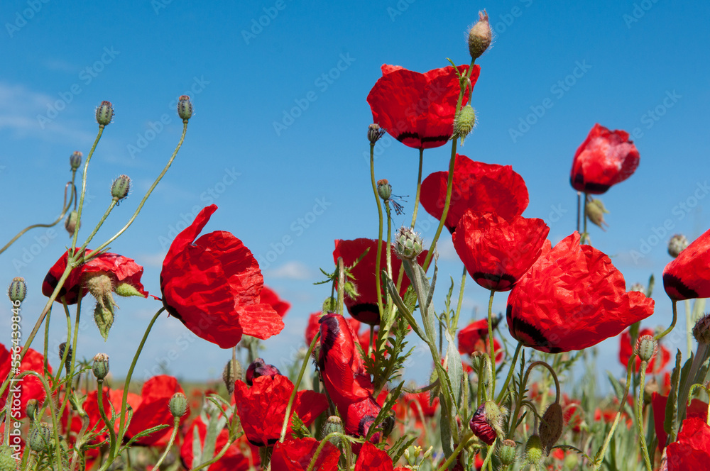Obraz premium Spring, Field of poppy flowers against the blue sky with clouds. The concept of freshness of morning nature. Spring landscape of wildflowers. Beautiful landscape long banner.