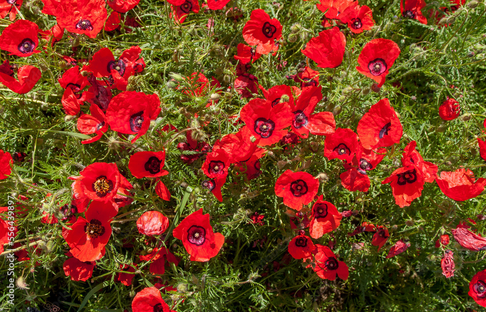 Spring, Field of poppy flowers against the blue sky with clouds. The concept of freshness of morning nature. Spring landscape of wildflowers. Beautiful landscape long banner. Spring, Field of poppy flowers against the blue sky with clouds. The concept of freshness of morning nature. Spring landscape of wildflowers. Beautiful landscape long banner.