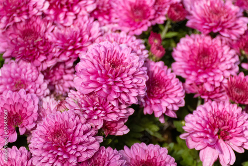 Pink tender chrysanths flowers blooming close-up. Chrysanthemums sunny meadow with blur