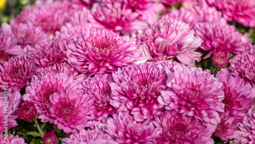 Pink chrysanths flowers blooming close-up. Chrysanthemums sunny flowerbed with blur