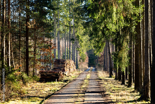 Road in a forest and firewood trunks