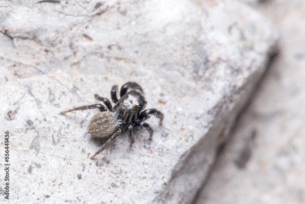 Euophrys herbigrada jumping spider posed on a concrete wall on a sunny day Euophrys herbigrada jumping spider posed on a concrete wall on a sunny day