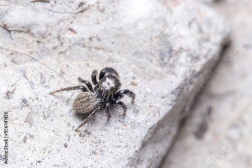 Euophrys herbigrada jumping spider posed on a concrete wall on a sunny day © Jorge