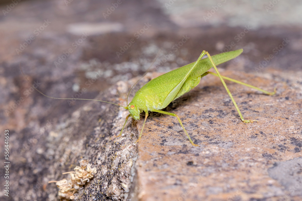 Sickle-bearing bush-cricket, Phaneroptera sp, posed on a stone wall on a sunny day Sickle-bearing bush-cricket, Phaneroptera sp, posed on a stone wall on a sunny day