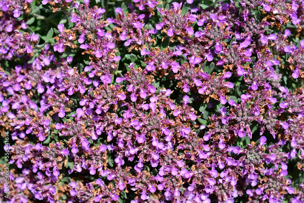 Germander hybrid pink flowers Germander hybrid pink flowers