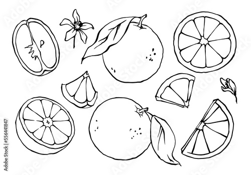 Hand drawn set of citrus fruit, orange, grapefruit leaves and slices. Outline black and white vector drawing.