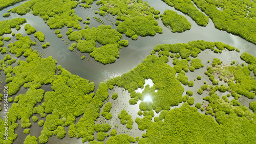 Aerial view of rivers in tropical mangrove forests. Mangrove landscape, Siargao,Philippines.