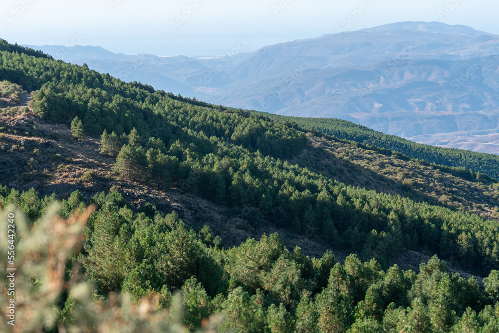 pine forest in the Sierra Nevada pine forest in the Sierra Nevada