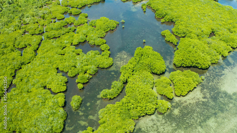 Mangrove rainforest with green trees in the sea water, aerial view. Tropical landscape with mangrove grove. Mangrove rainforest with green trees in the sea water, aerial view. Tropical landscape with mangrove grove.