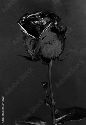Black gothic rose on a black background. Dark flower. Single color monochrome photo.