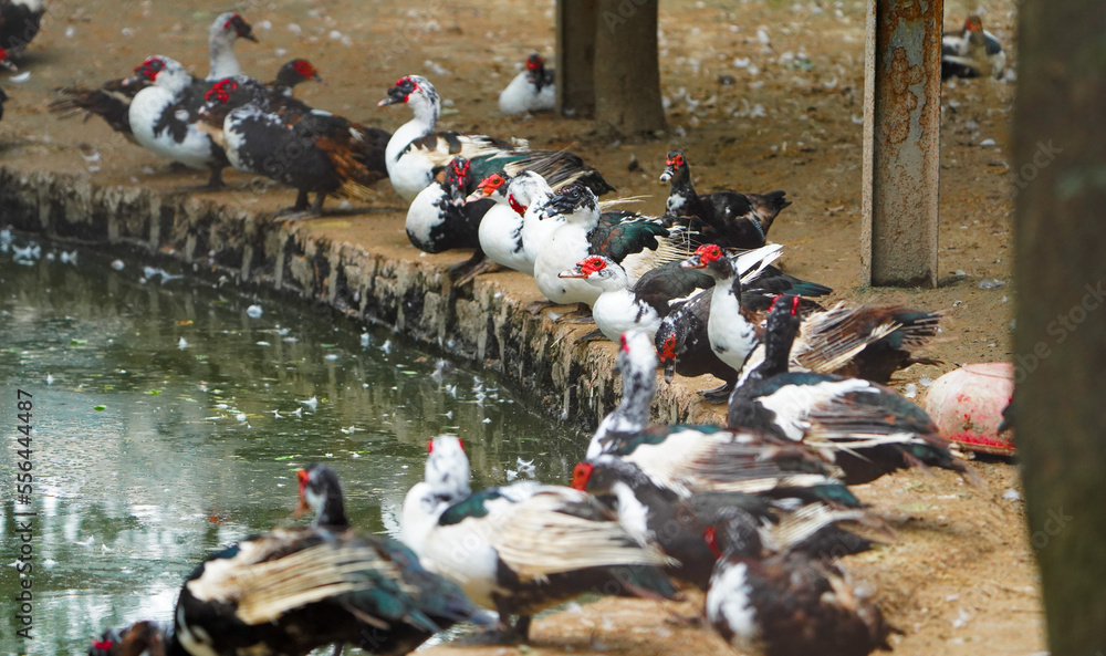 Fototapeta premium So many muscovy ducks bird sitting together near river, pond or lake water relaxing in daytime in zoo of india