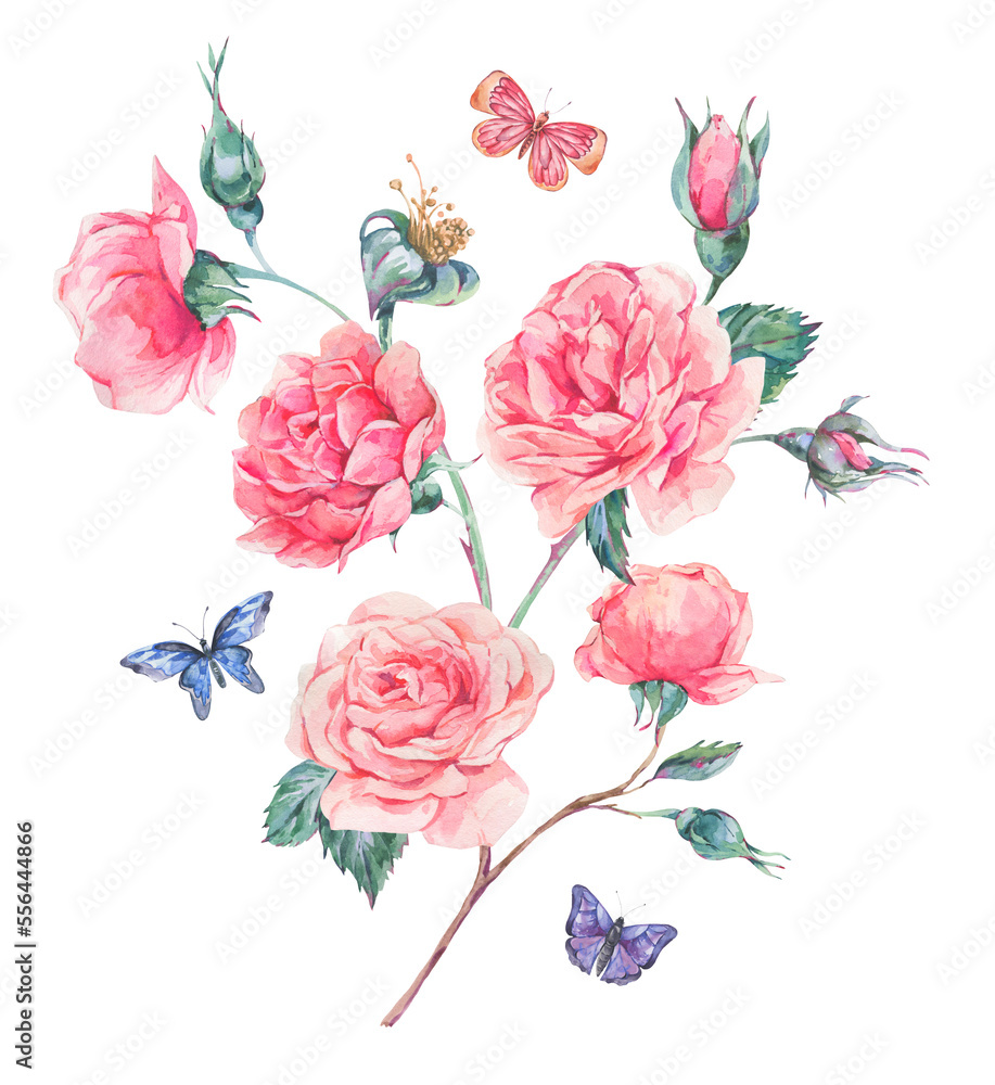 Watercolor vintage garden rose bouquet greeting card, botanical floral illustration isolated on white