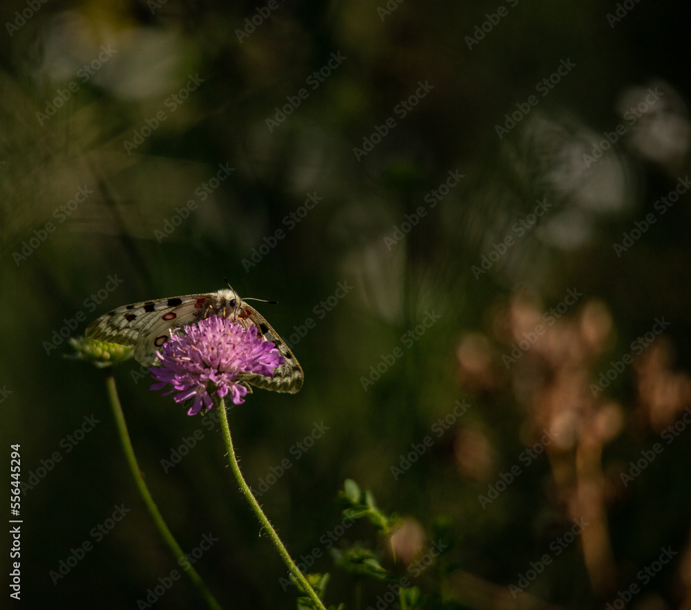 Apollo Butterfly on Sunshine and Flowers Apollo Butterfly on Sunshine and Flowers