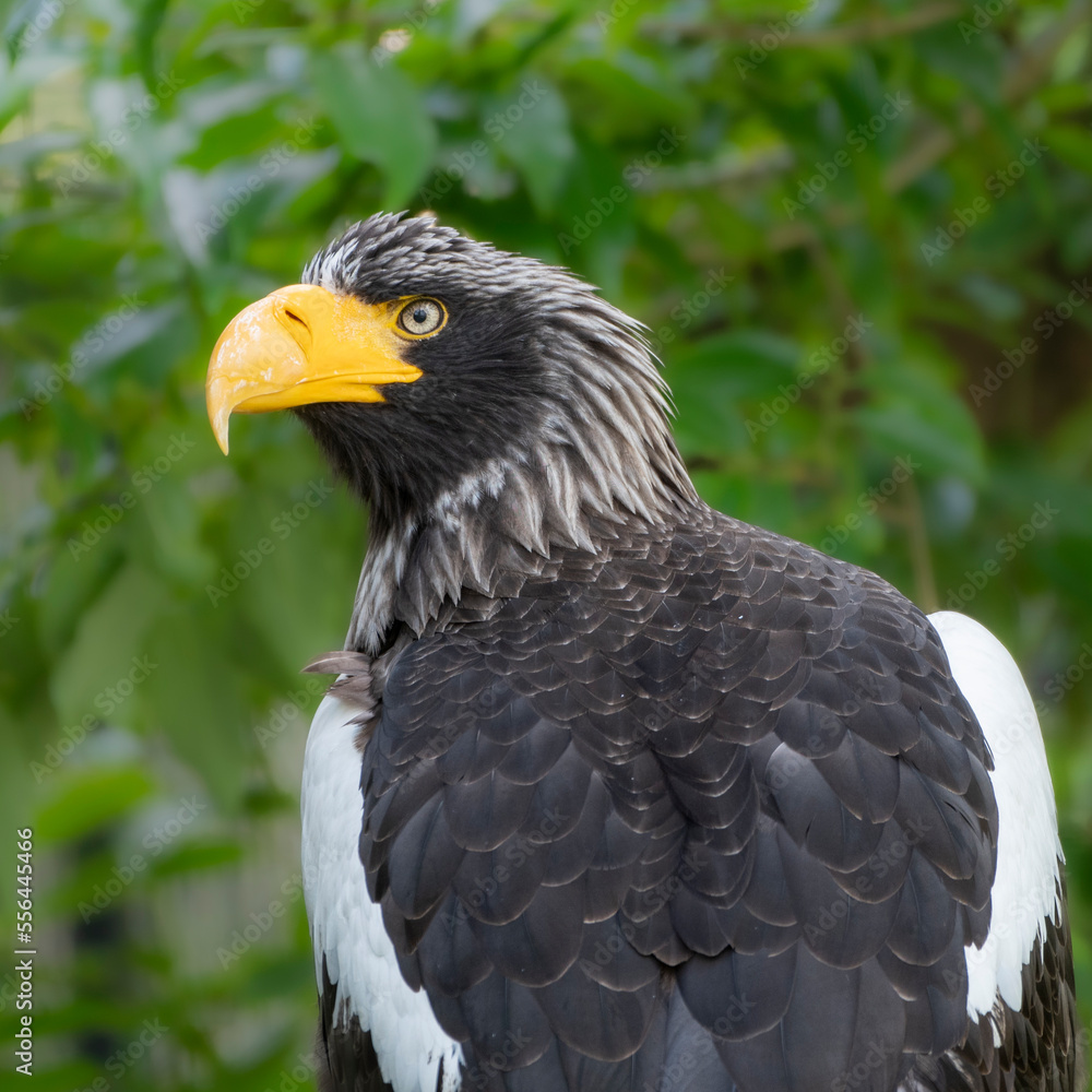 Obraz premium Pygargue empereur