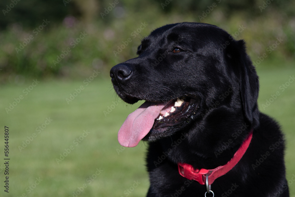 Black Labrador