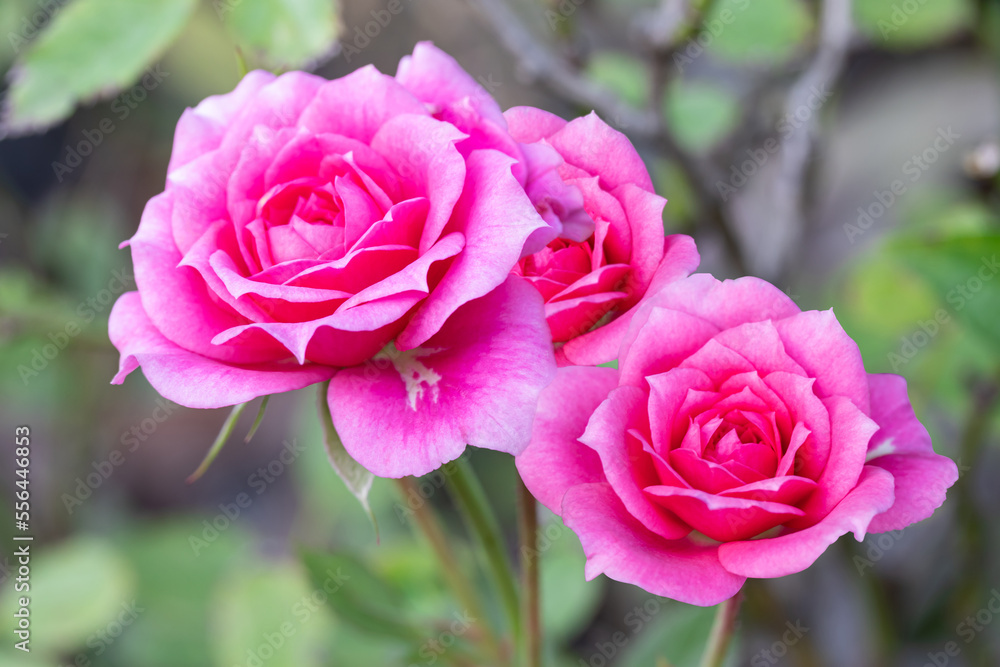 Pink rose, have green leaves blurred as backdrop, suitable for use background Pink rose, have green leaves blurred as backdrop, suitable for use background
