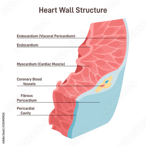 Heart wall structure. Pericardium, myocardium, endocardium. Labeled educational photo