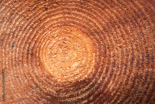Textura de um tronco de madeira de pinho com os seus anéis no interior  photo