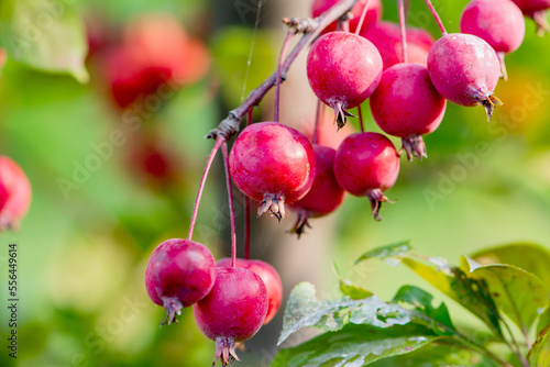 Hawthorn and Begonia Fruits Growing in the East of North China