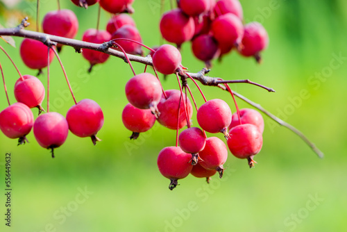 Hawthorn and Begonia Fruits Growing in the East of North China © Xiangli