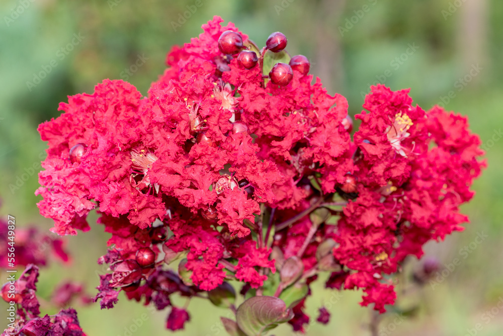 Lagerstroemia indica growing in North China Lagerstroemia indica growing in North China