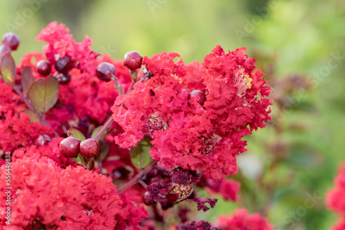 Lagerstroemia indica growing in North China photo