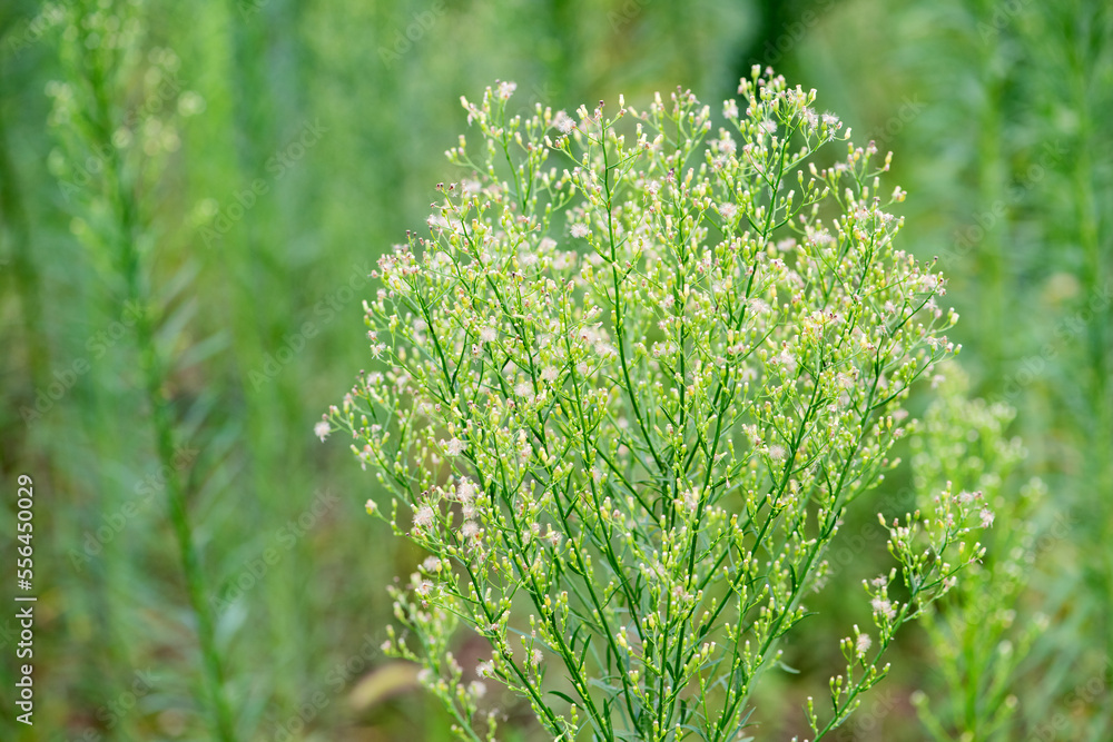 A plant growing in the fields in the east of North China A plant growing in the fields in the east of North China