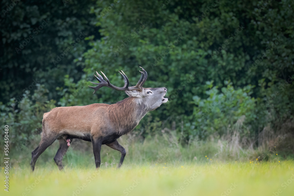 Obraz premium European deer male buck ( Cervus elaphus ) during rut