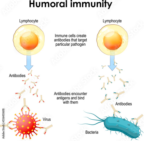 humoral immunity. Bacteria, Virus, Lymphocyte and Antibody. Immune cells