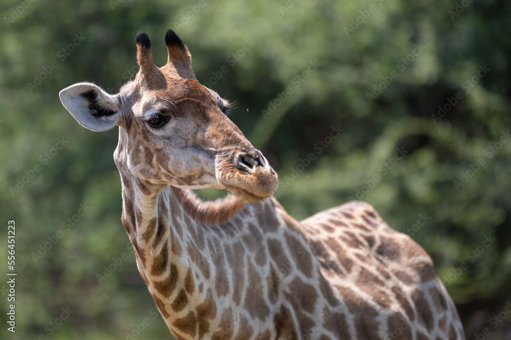Obraz premium Giraffa Giraffa - Southern giraffe - Two-horned giraffe - Girafe du Sud