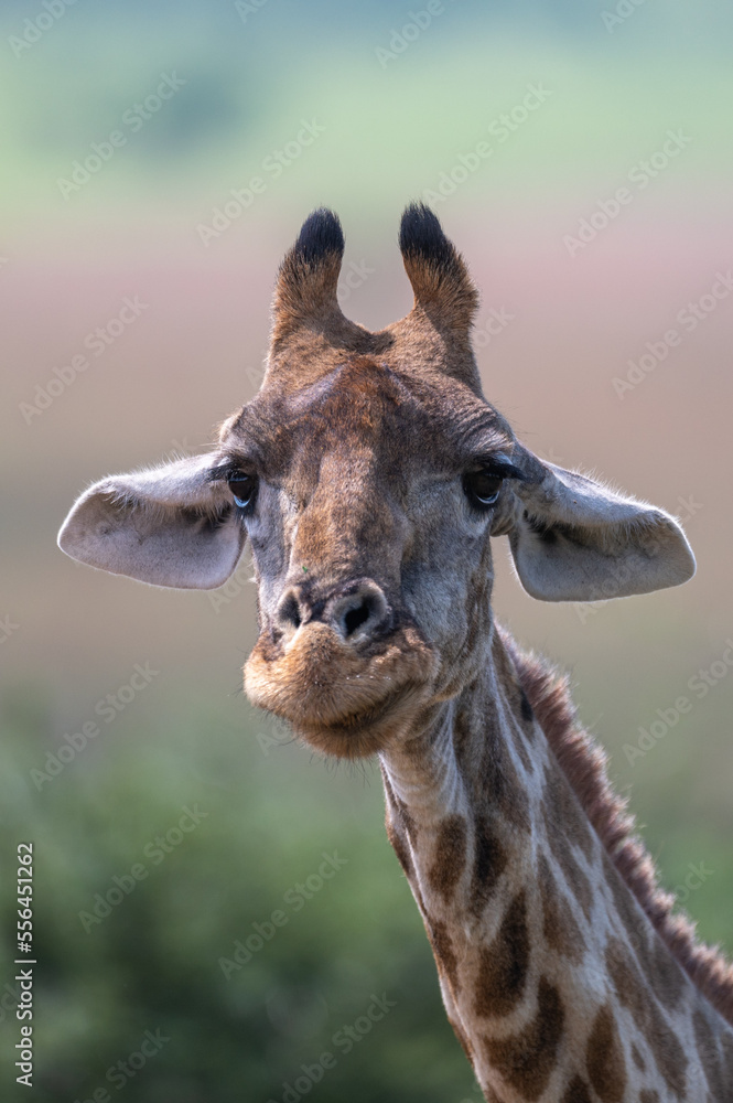Naklejka premium Giraffa Giraffa - Southern giraffe - Two-horned giraffe - Girafe du Sud